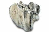 Extinct Rhino (Stephanorhinus) Upper Molar Crown - Germany #257835-2